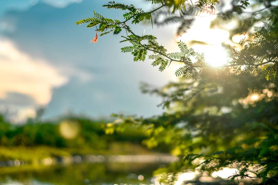 Solen skiner genom trädgrenar